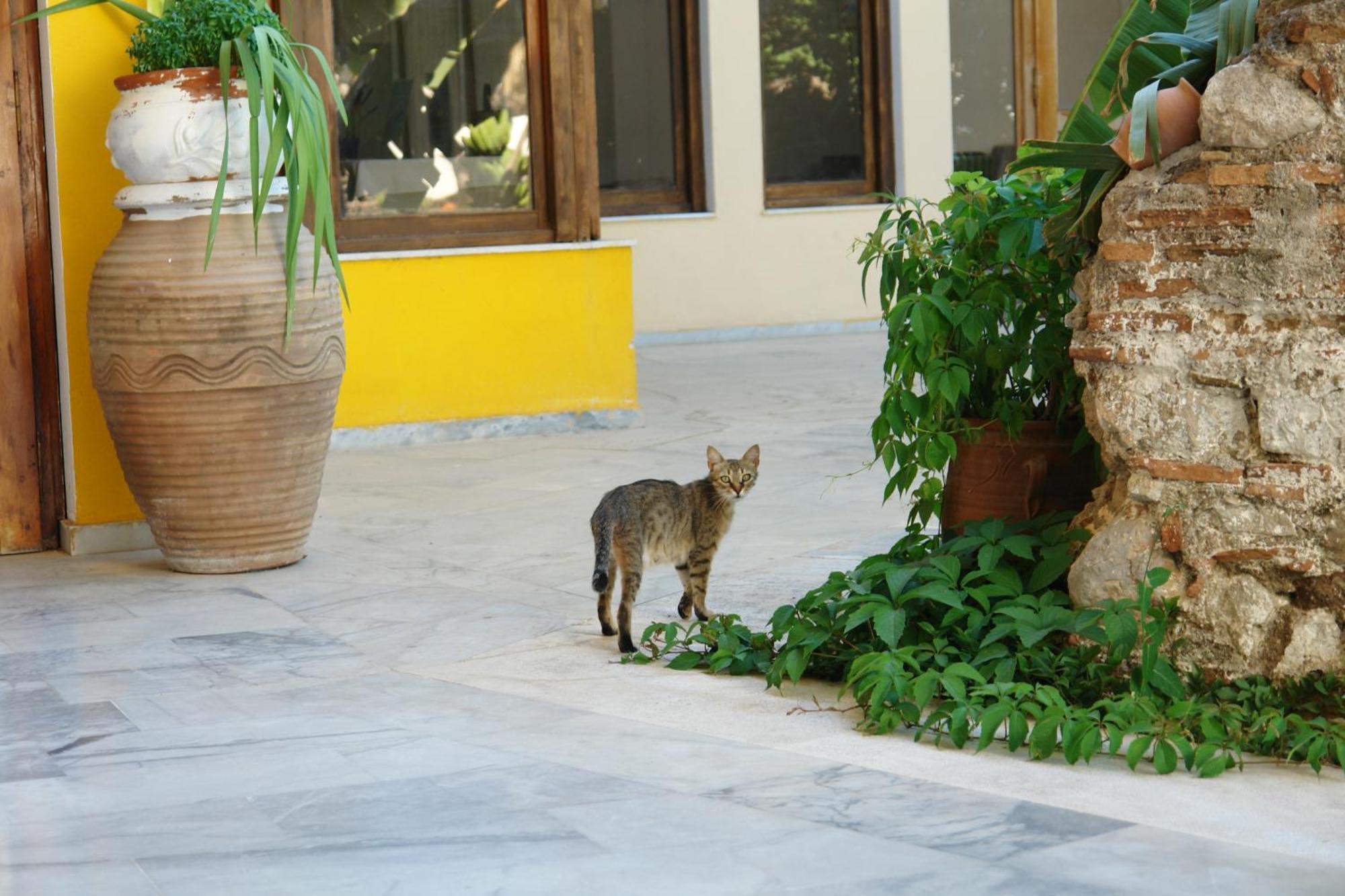 Verdelis Inn Epidaurus Eksteriør bilde